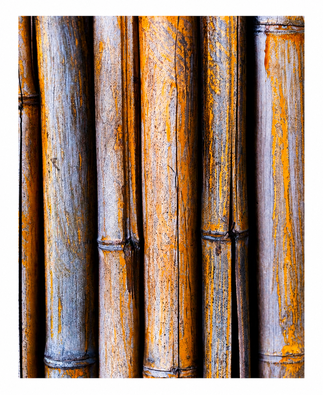 Bamboo Wall