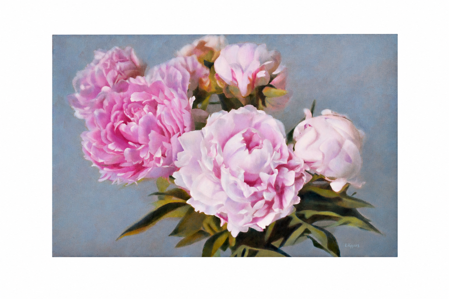 Peonies in Bloom