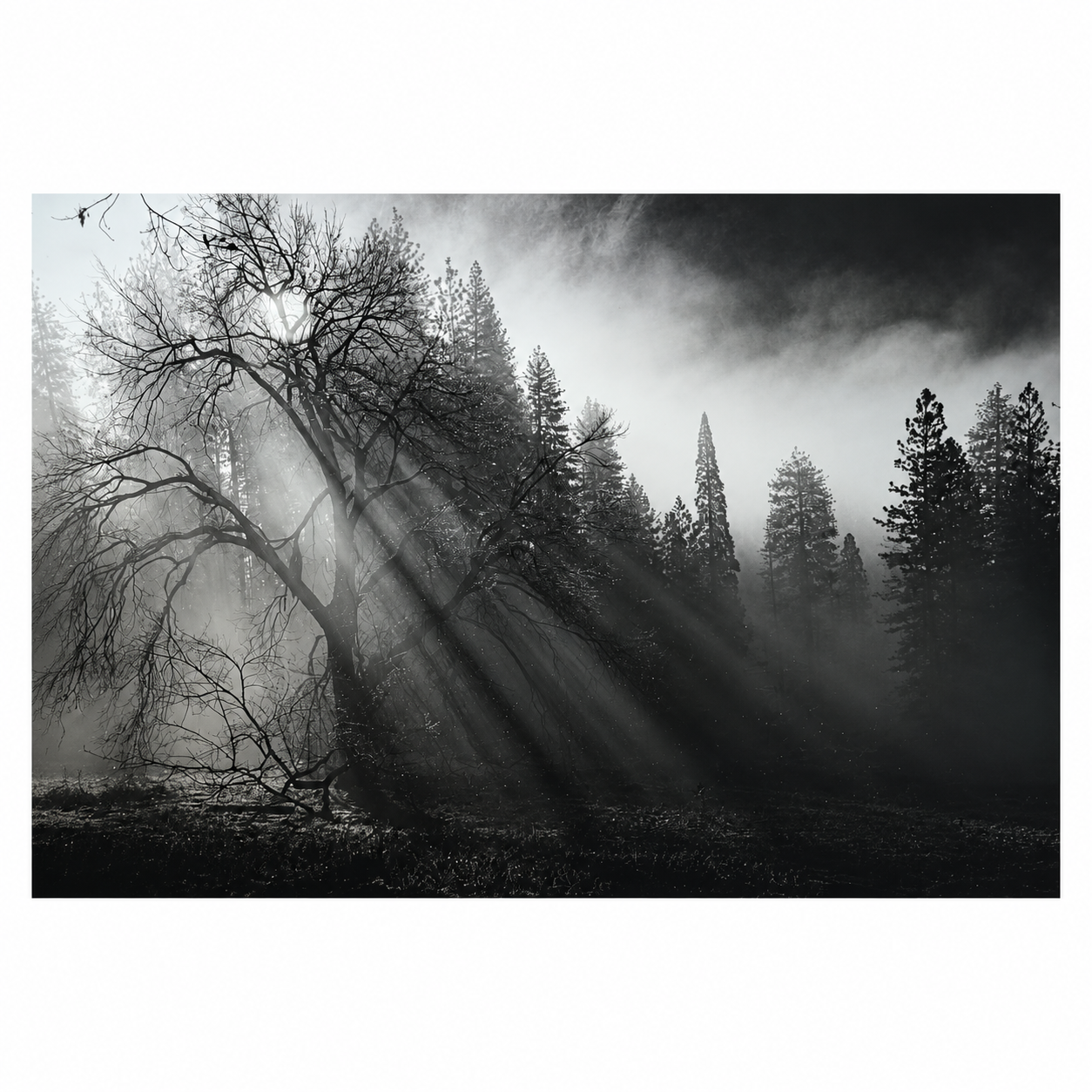 The Sun Pierced the Misty Forest